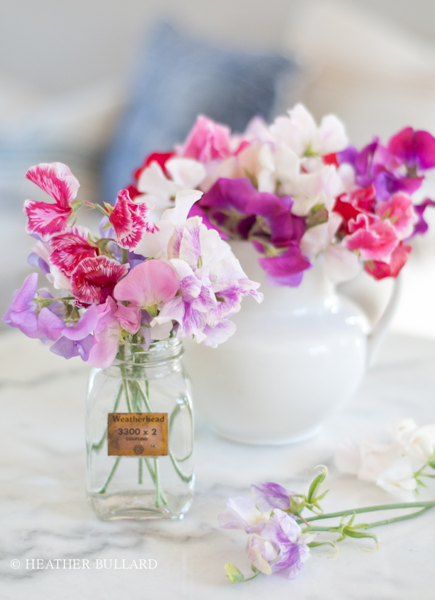 heatherbullard_sweetpeas-202