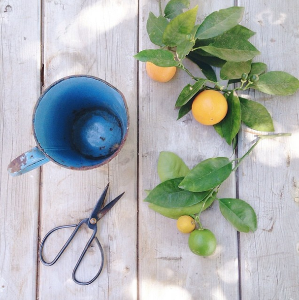 Heather Bullard | Lifestyle Citrus Arranging